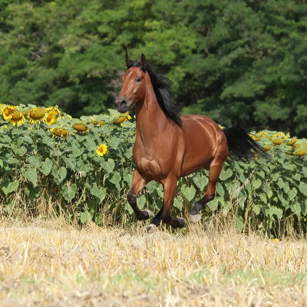 Beau cheval courant devant les tournesols — Photo