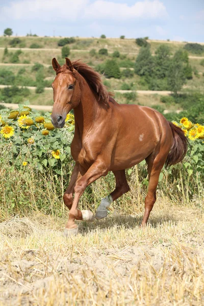 Belo cavalo correndo na frente de girassóis — Fotografia de Stock