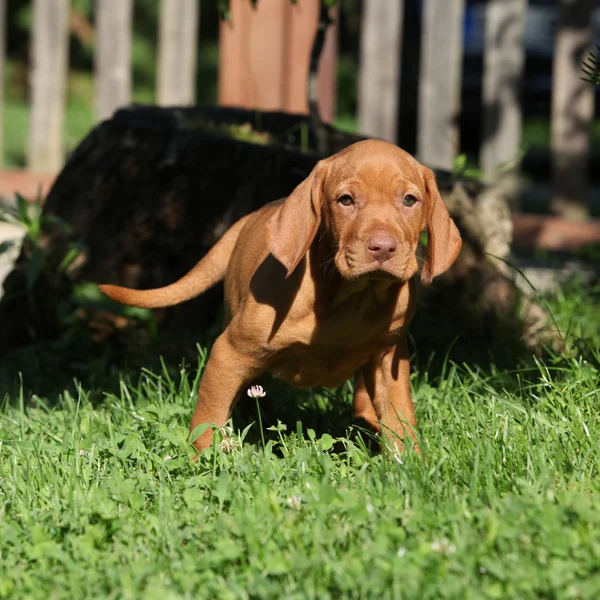 Macar kısa saçlı işaret eden köpek hareketli köpek yavrusu — Stok fotoğraf