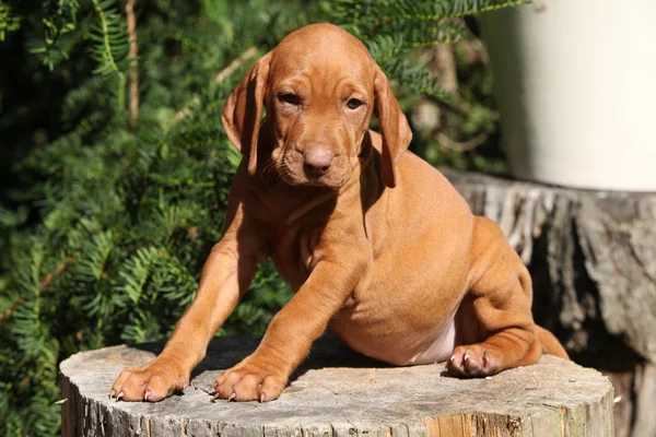 Filhote de cachorro húngaro de cabelos curtos Apontando Cão sentado — Fotografia de Stock