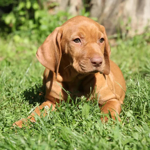 Macar kısa saçlı işaret eden köpek yavrusu yalan — Stok fotoğraf