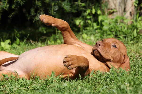 Húngaro de pelo corto señalando cachorro perro mentira — Foto de Stock