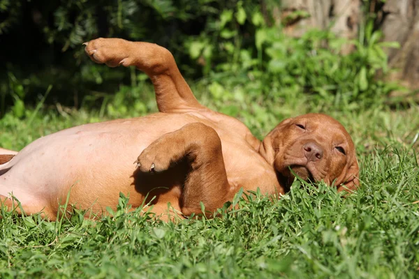Ungherese dai capelli corti Pointing Dog cucciolo sdraiato — Foto Stock