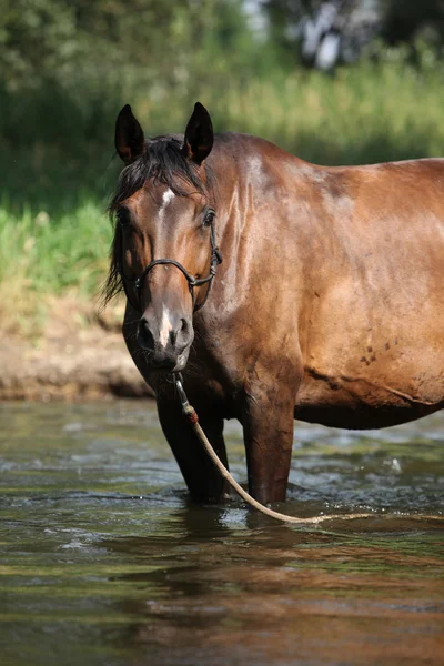 Nice brown horse standing in water — Stock Photo, Image