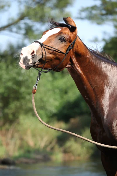 Nice brown horse standing in water — Stock Photo, Image