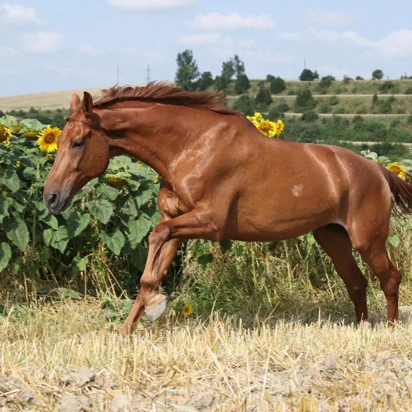 Schönes Pferd läuft vor Sonnenblumen — Stockfoto