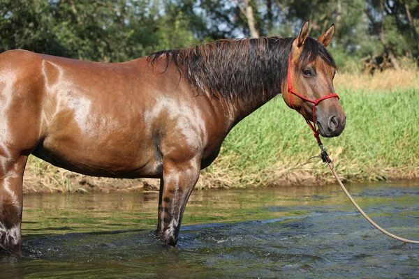 Милая коричневая лошадь, стоящая в воде — стоковое фото