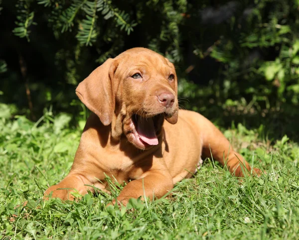 Macar kısa saçlı işaret eden köpek yavrusu yalan — Stok fotoğraf