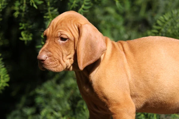 Macar kısa köpek (Vizsla işaret saçlı, köpek yavrusu) — Stok fotoğraf