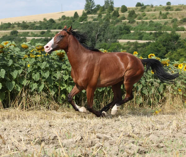 Vackra häst kör framför solrosor — Stockfoto