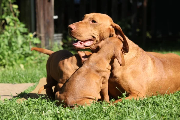 Pups van Hongaarse korthaar wijzen hond (Vizsla) — Stockfoto