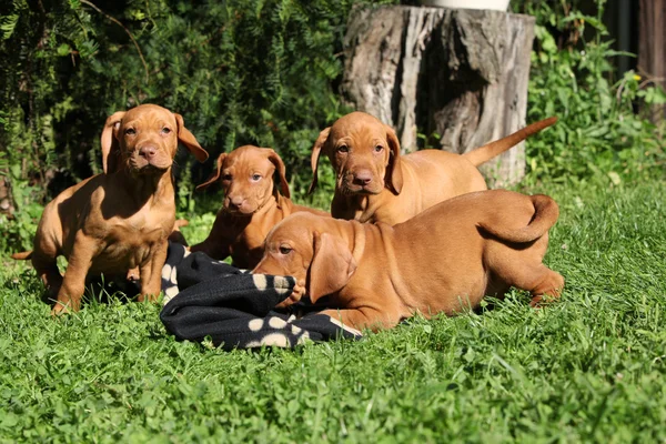 Цуценята Угорська короткошерстні лягаві собаки (Vizsla) — стокове фото