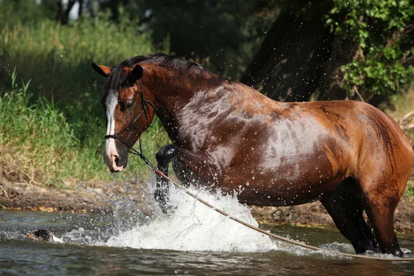 Nice horse with rope halter playing in the water — Stock Photo, Image