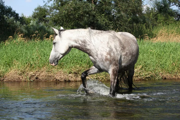 Bela égua tomando banho no rio — Fotografia de Stock