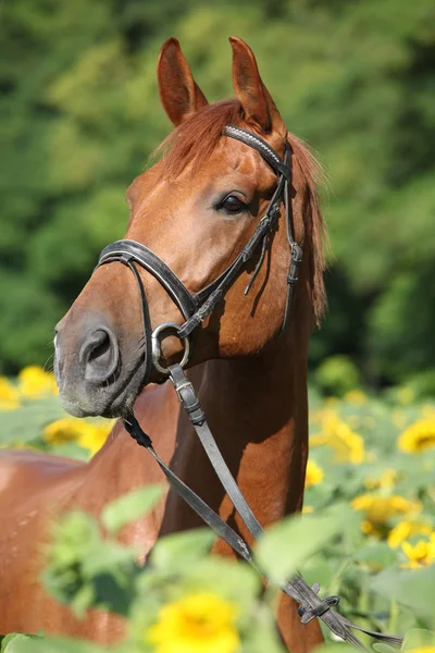 Belo cavalo em girassóis — Fotografia de Stock