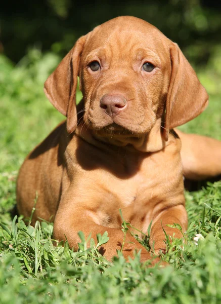 Короткошерстная собака-щенок — стоковое фото