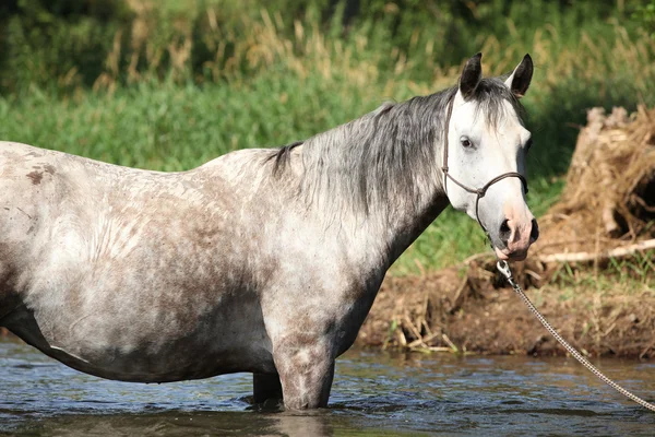 Nice mare bathing in the river — Stock Photo, Image