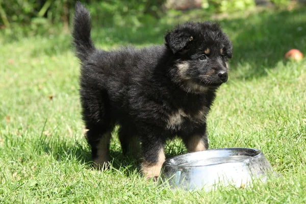 Lindo cachorro de pie en el jardín — Foto de Stock