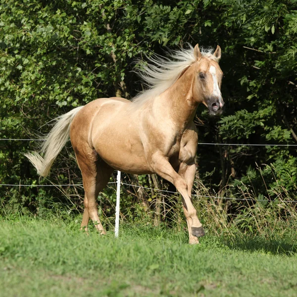 Nice palomino horse with long blond mane running — Stock Photo, Image