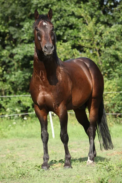 Bom cavalo de pé na frente da natureza fundo — Fotografia de Stock
