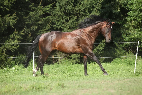 Bom cavalo marrom correndo em pastagem — Fotografia de Stock