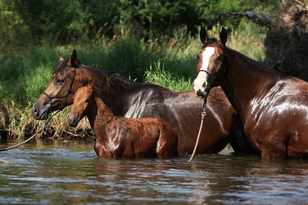 Mare with nice foal which is first time in the water — Stock Photo, Image