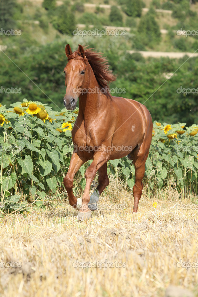 Belo cavalo correndo na frente de girassóis fotos, imagens de © Zuzule  #30035333