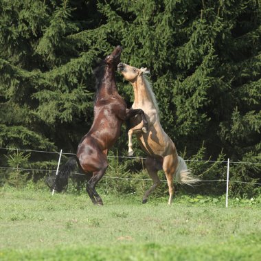 Two quarter horse stallions fighting with each other clipart
