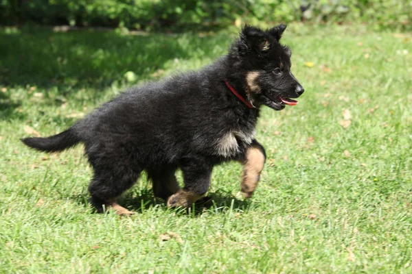 Nice puppy running in the garden — Stock Photo, Image