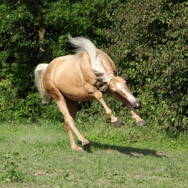 Bonito caballo palomino con melena larga y rubia corriendo — Foto de Stock