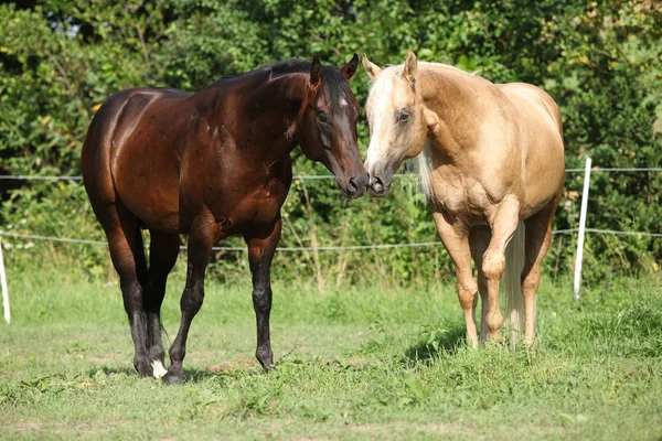 Dua kuda jantan berdiri di atas padang rumput — Stok Foto