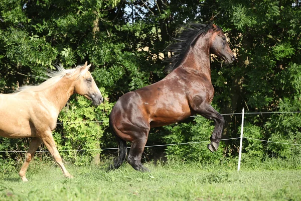 Birbiriyle savaşan iki çeyrek atı aygır — Stok fotoğraf
