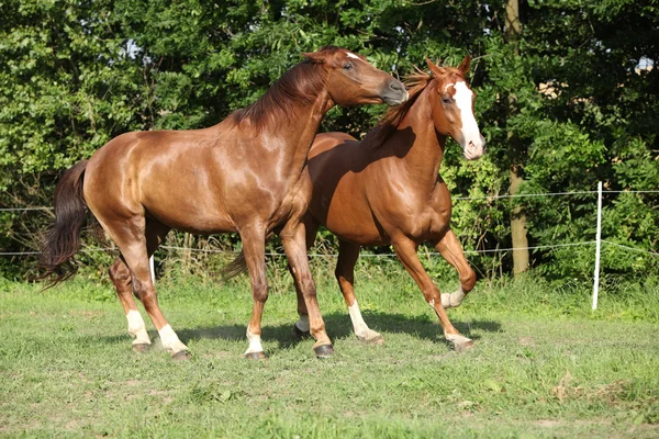 Two stallions moving on pasturage — Stock Photo, Image