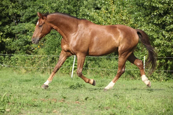 Schönes Pferd läuft auf der Weide — Stockfoto