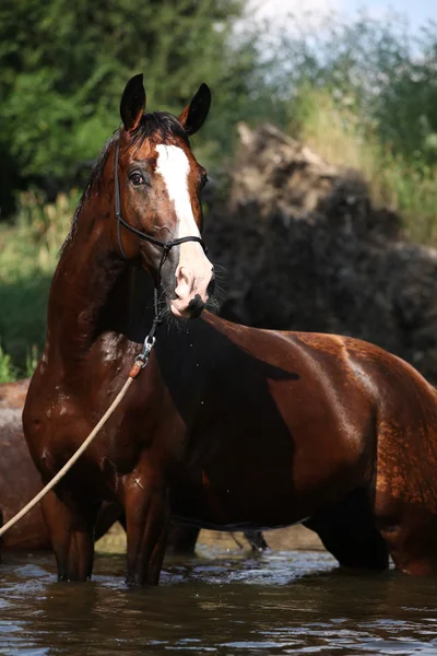 Милая коричневая лошадь, стоящая в воде — стоковое фото