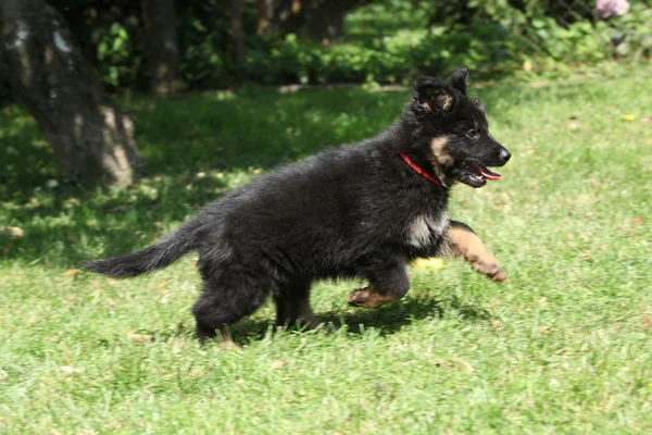 Bonito cachorro correndo no jardim — Fotografia de Stock