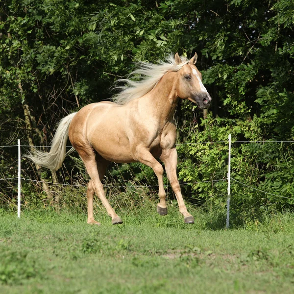 Bel cavallo palomino con lunga criniera bionda in esecuzione — Foto Stock