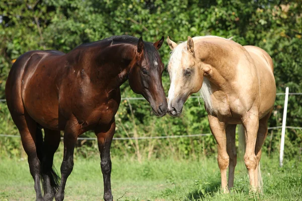 牧草の上に立って 2 種牡馬 — ストック写真