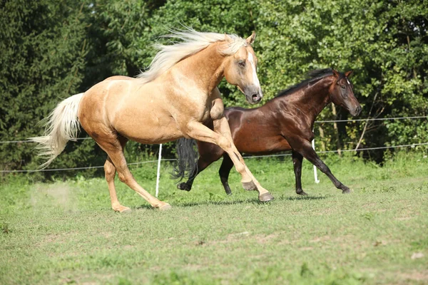 Sementales marrones y palominos corriendo sobre pastizales — Foto de Stock