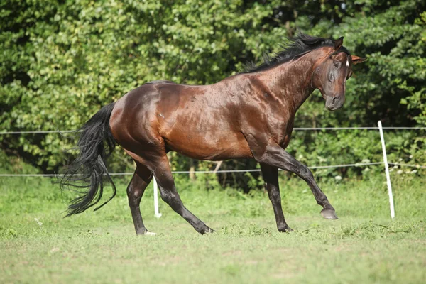 Bel cavallo bruno che corre sul pascolo — Foto Stock