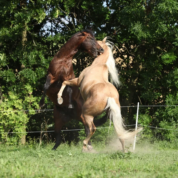 2 つの四半期馬の種牡馬がお互いに戦って — ストック写真