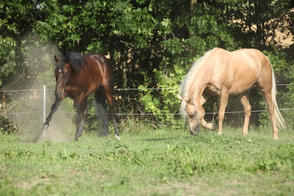 2 種牡馬放牧に移動 — ストック写真