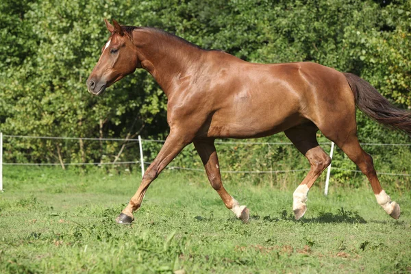 Schönes Pferd läuft auf der Weide — Stockfoto