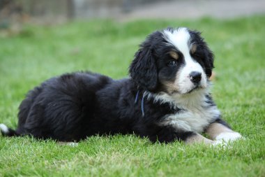 prachtige bernese mountain dog puppy liegen