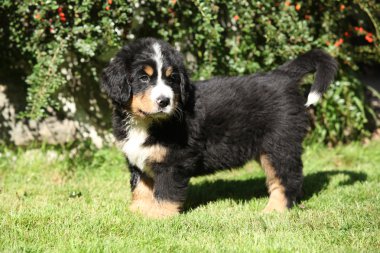 Bernese dağ köpeği yavrusu.