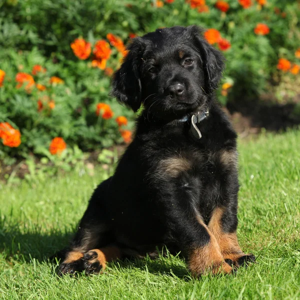 Hovawart sitzt vor einigen Blumen — Stockfoto