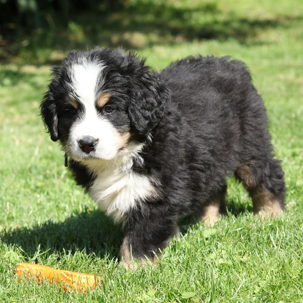 Cachorrinho de cão de montanha bernese — Fotografia de Stock