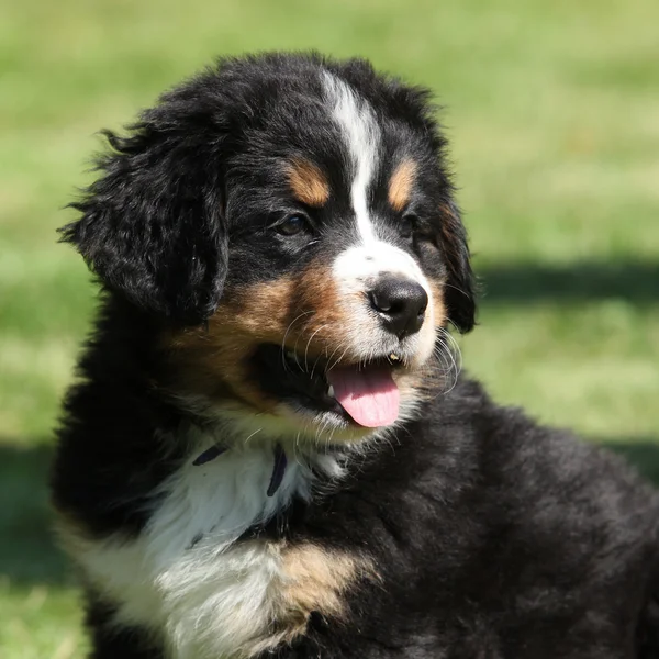 Cachorrinho de cão de montanha bernese — Fotografia de Stock