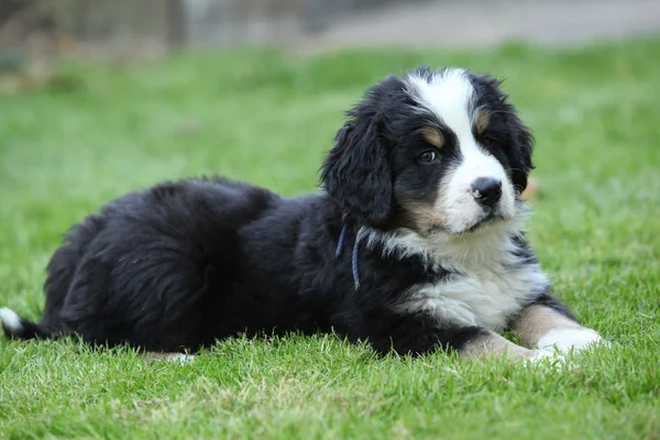 Splendido cucciolo di cane di montagna bernese sdraiato — Foto Stock