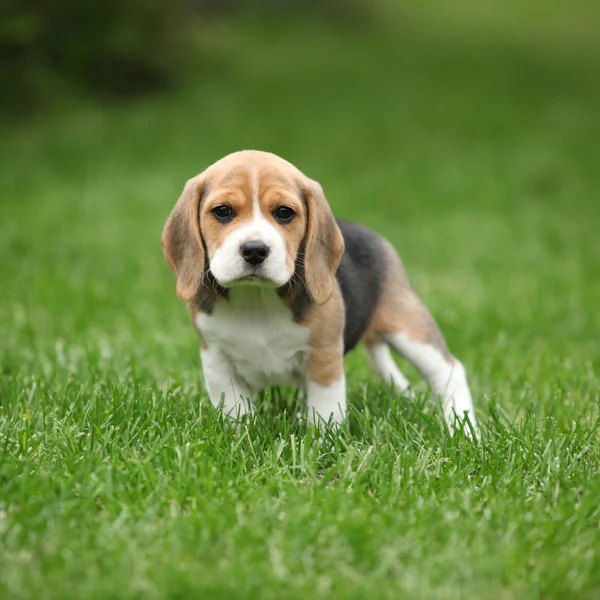 Wspaniały beagle szczeniak w ogrodzie — Zdjęcie stockowe